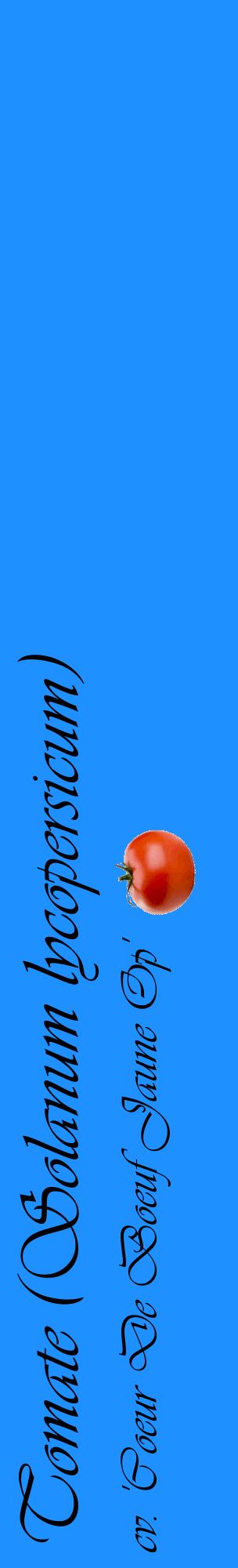 Étiquette de : Solanum lycopersicum cv. 'Coeur De Boeuf Jaune Op' - format c - style noire3_basiqueviv avec comestibilité simplifiée