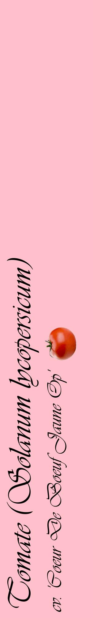 Étiquette de : Solanum lycopersicum cv. 'Coeur De Boeuf Jaune Op' - format c - style noire40_basiqueviv avec comestibilité simplifiée