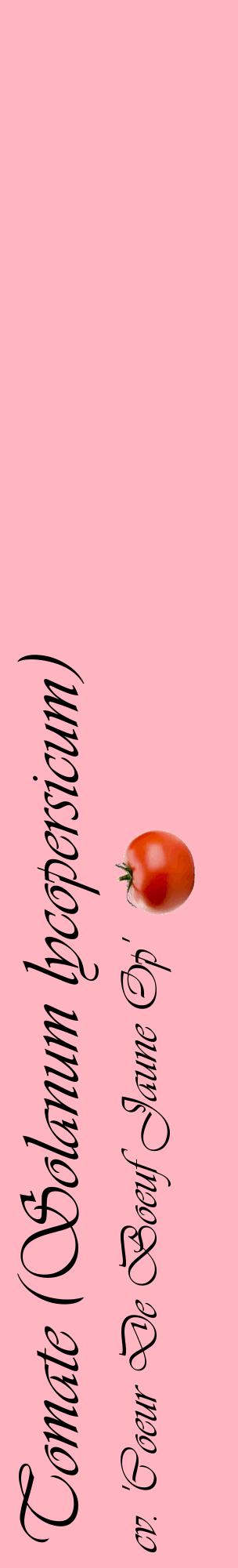 Étiquette de : Solanum lycopersicum cv. 'Coeur De Boeuf Jaune Op' - format c - style noire41_basiqueviv avec comestibilité simplifiée