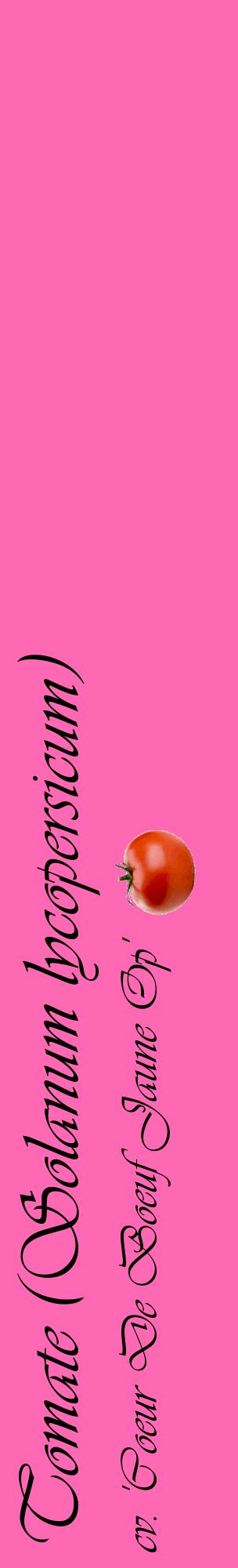 Étiquette de : Solanum lycopersicum cv. 'Coeur De Boeuf Jaune Op' - format c - style noire42_basiqueviv avec comestibilité simplifiée