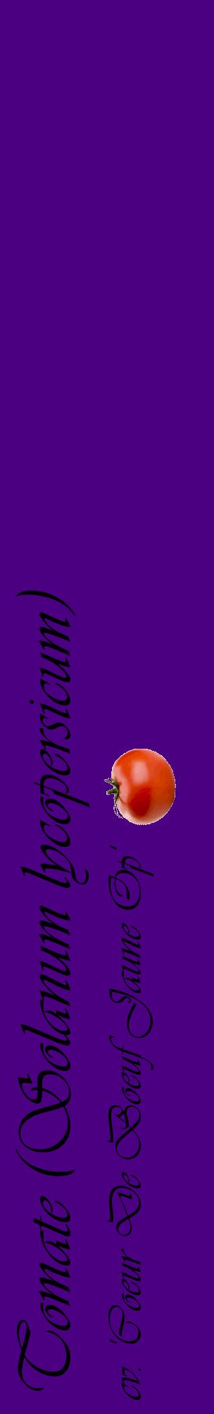Étiquette de : Solanum lycopersicum cv. 'Coeur De Boeuf Jaune Op' - format c - style noire47_basiqueviv avec comestibilité simplifiée