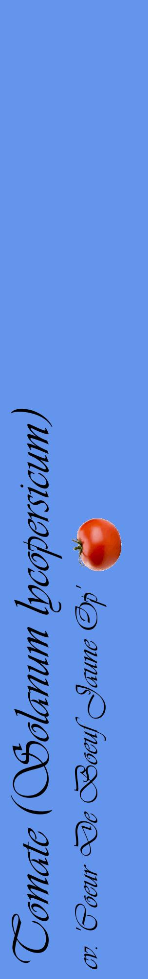 Étiquette de : Solanum lycopersicum cv. 'Coeur De Boeuf Jaune Op' - format c - style noire4_basiqueviv avec comestibilité simplifiée