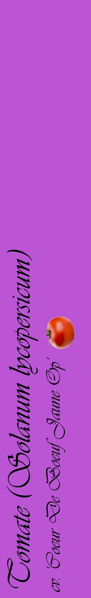Étiquette de : Solanum lycopersicum cv. 'Coeur De Boeuf Jaune Op' - format c - style noire50_basiqueviv avec comestibilité simplifiée