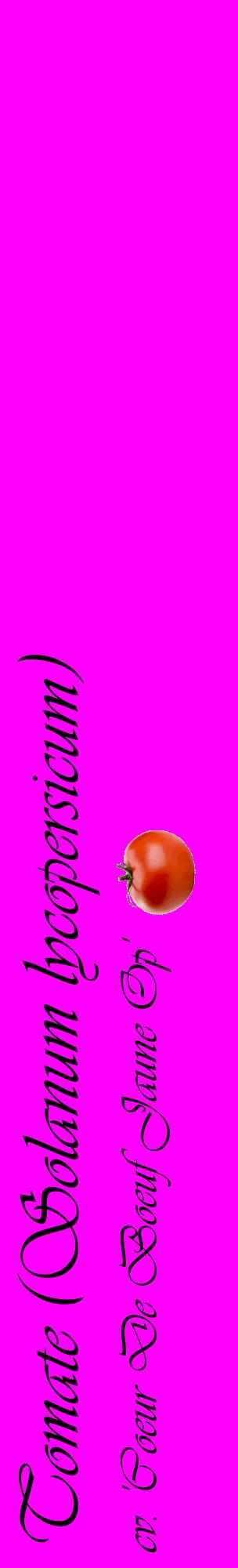 Étiquette de : Solanum lycopersicum cv. 'Coeur De Boeuf Jaune Op' - format c - style noire51_basiqueviv avec comestibilité simplifiée