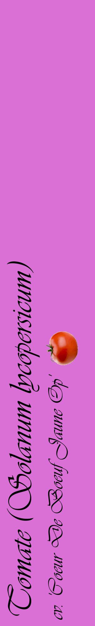 Étiquette de : Solanum lycopersicum cv. 'Coeur De Boeuf Jaune Op' - format c - style noire52_basiqueviv avec comestibilité simplifiée