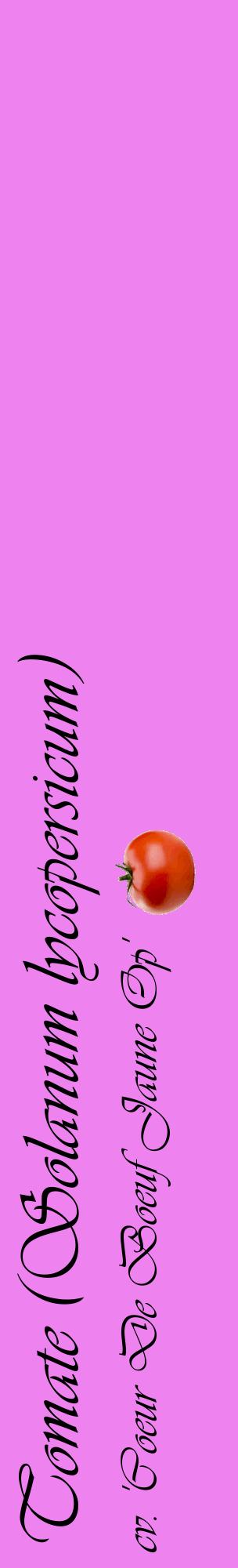 Étiquette de : Solanum lycopersicum cv. 'Coeur De Boeuf Jaune Op' - format c - style noire53_basiqueviv avec comestibilité simplifiée