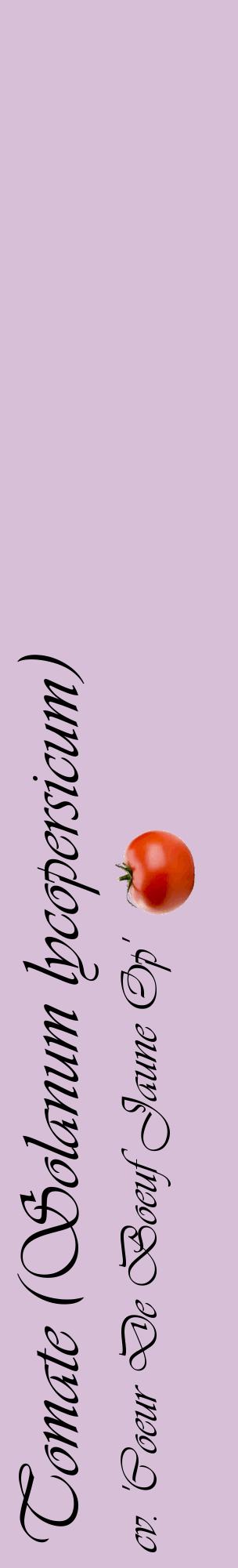 Étiquette de : Solanum lycopersicum cv. 'Coeur De Boeuf Jaune Op' - format c - style noire54_basiqueviv avec comestibilité simplifiée