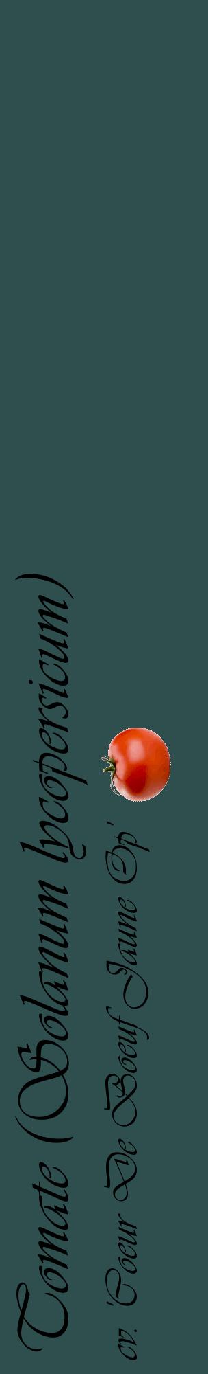 Étiquette de : Solanum lycopersicum cv. 'Coeur De Boeuf Jaune Op' - format c - style noire58_basiqueviv avec comestibilité simplifiée