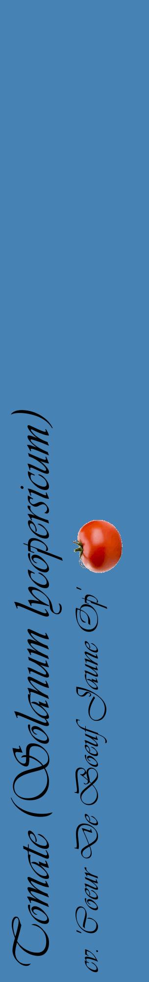Étiquette de : Solanum lycopersicum cv. 'Coeur De Boeuf Jaune Op' - format c - style noire5_basiqueviv avec comestibilité simplifiée