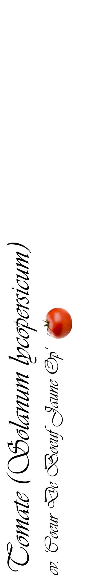 Étiquette de : Solanum lycopersicum cv. 'Coeur De Boeuf Jaune Op' - format c - style noire60_basiqueviv avec comestibilité simplifiée