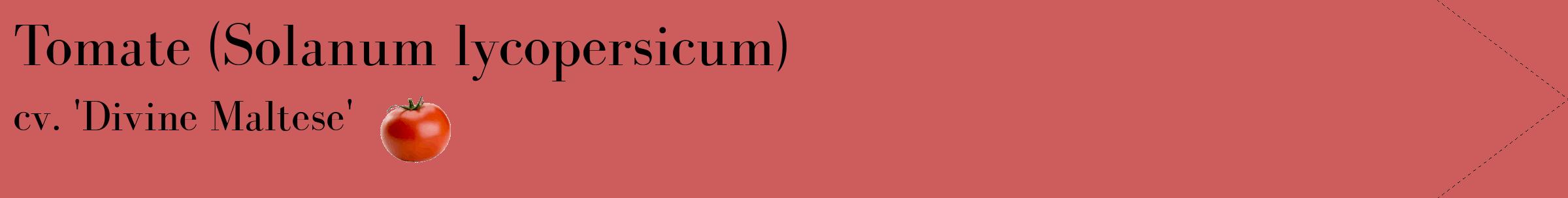 Étiquette de : Solanum lycopersicum cv. 'Divine Maltese' - format c - style noire35simple_simple_simplebod avec comestibilité simplifiée