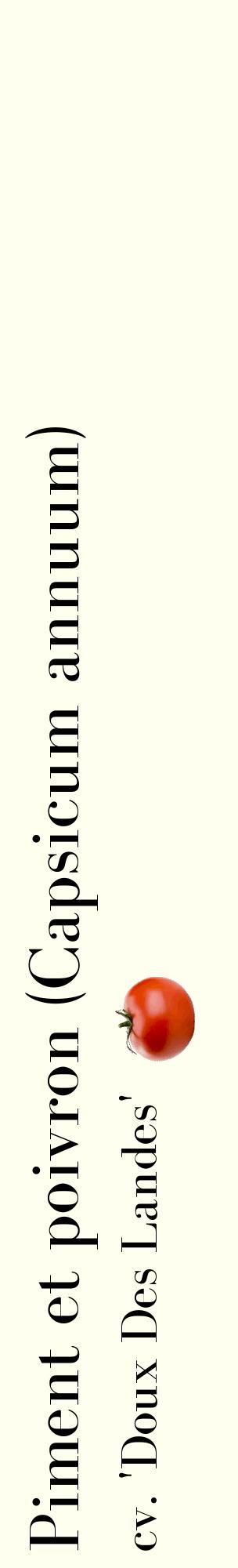 Étiquette de : Capsicum annuum cv. 'Doux Des Landes' - format c - style noire19_basiquebod avec comestibilité simplifiée