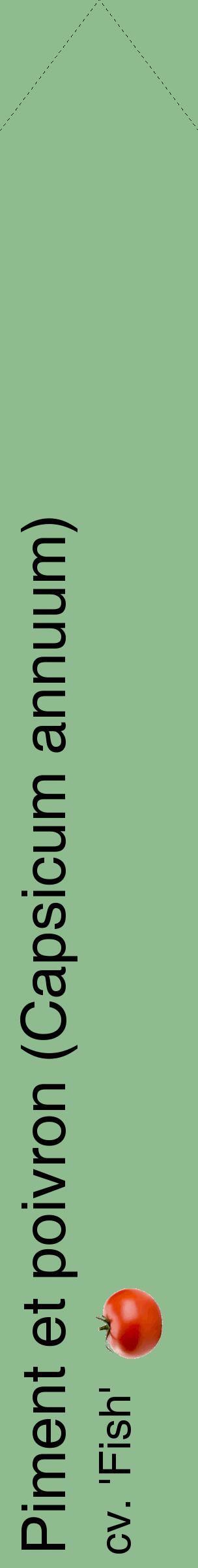 Étiquette de : Capsicum annuum cv. 'Fish' - format c - style noire13_simplehel avec comestibilité simplifiée