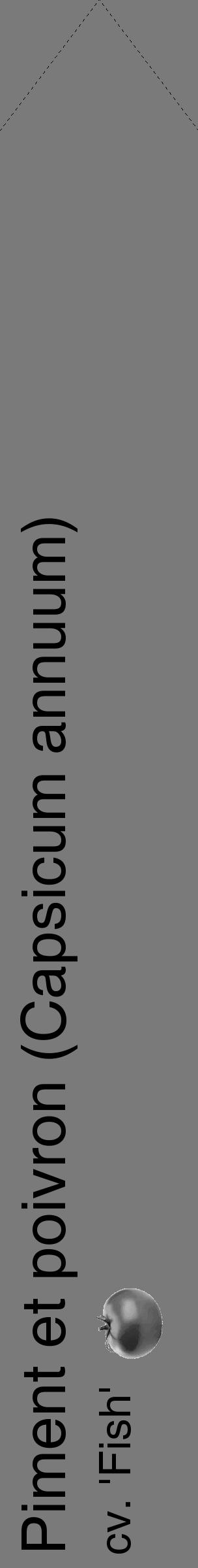 Étiquette de : Capsicum annuum cv. 'Fish' - format c - style noire3_simple_simplehel avec comestibilité simplifiée - position verticale