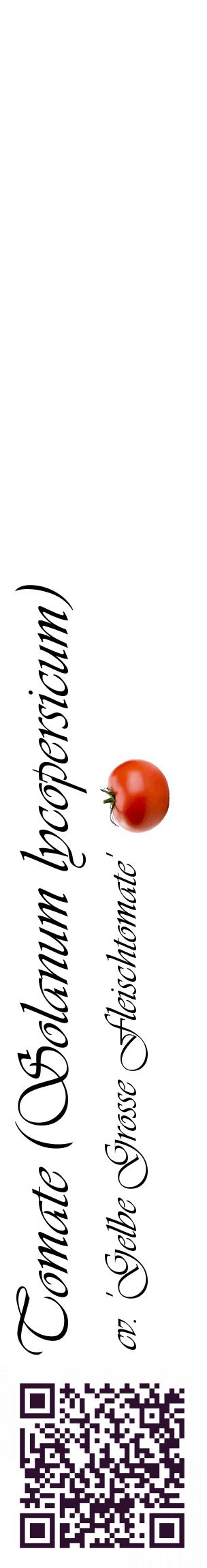 Étiquette de : Solanum lycopersicum cv. 'Gelbe Grosse Fleischtomate' - format c - style noire60_basiqueviv avec qrcode et comestibilité simplifiée