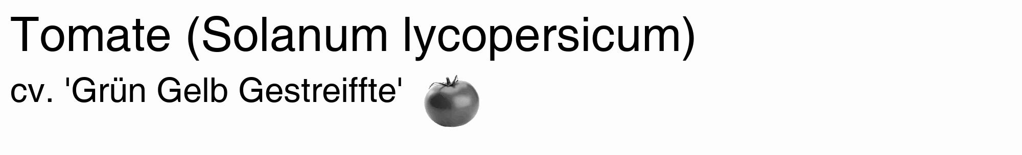 Étiquette de : Solanum lycopersicum cv. 'Grün Gelb Gestreiffte' - format c - style noire19_basique_basiquehel avec comestibilité simplifiée