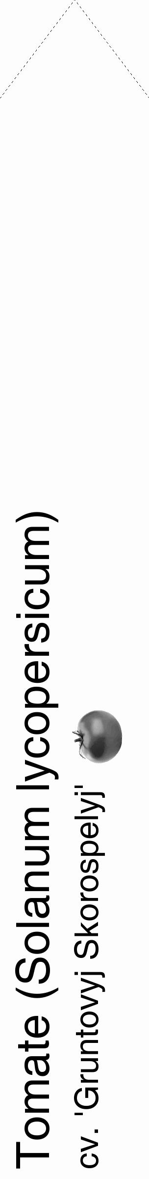 Étiquette de : Solanum lycopersicum cv. 'Gruntovyj Skorospelyj' - format c - style noire19_simple_simplehel avec comestibilité simplifiée - position verticale