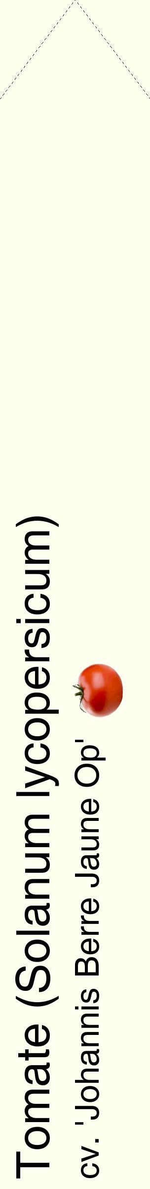 Étiquette de : Solanum lycopersicum cv. 'Johannis Berre Jaune Op' - format c - style noire19_simplehel avec comestibilité simplifiée