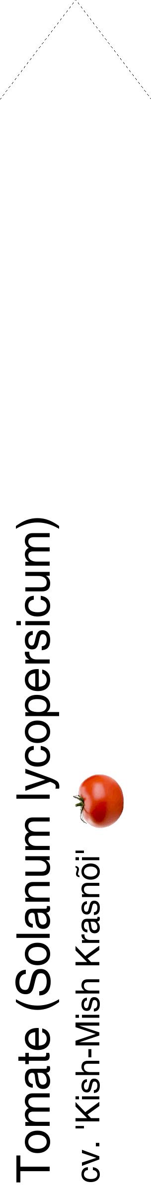 Étiquette de : Solanum lycopersicum cv. 'Kish-Mish Krasnõi' - format c - style noire60_simplehel avec comestibilité simplifiée