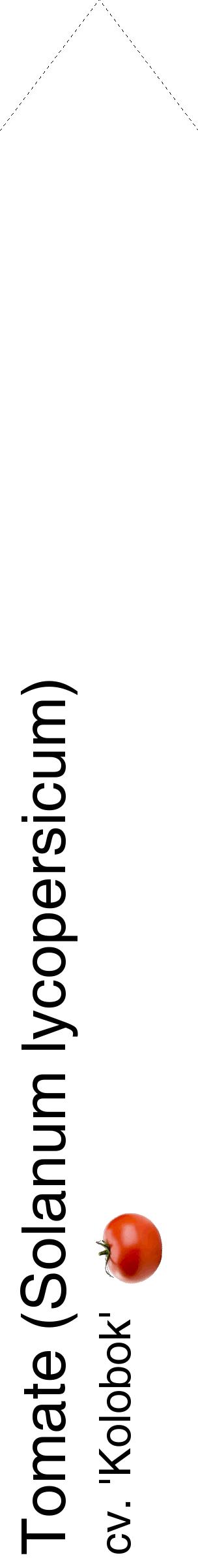 Étiquette de : Solanum lycopersicum cv. 'Kolobok' - format c - style noire60_simplehel avec comestibilité simplifiée