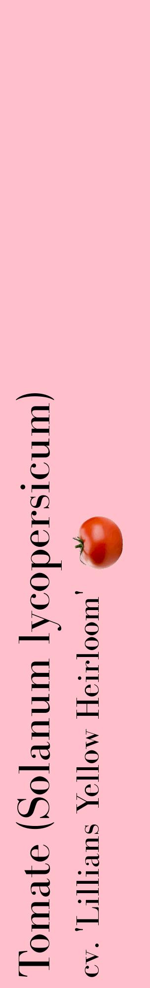 Étiquette de : Solanum lycopersicum cv. 'Lillians Yellow Heirloom' - format c - style noire40_basiquebod avec comestibilité simplifiée