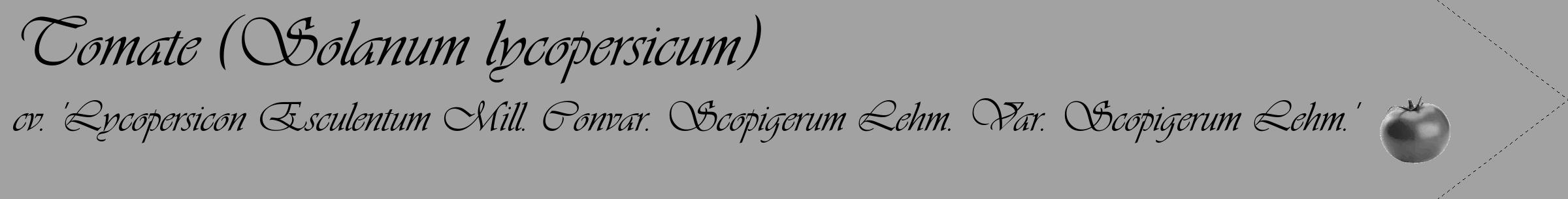 Étiquette de : Solanum lycopersicum cv. 'Lycopersicon Esculentum Mill. Convar. Scopigerum Lehm. Var. Scopigerum Lehm.' - format c - style noire38_simple_simpleviv avec comestibilité simplifiée