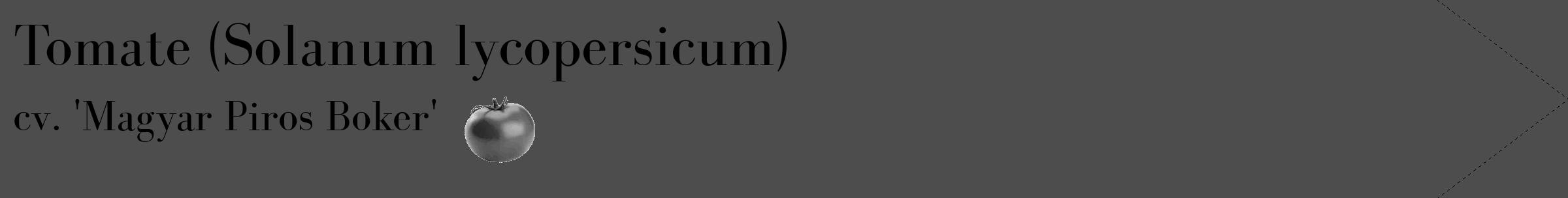 Étiquette de : Solanum lycopersicum cv. 'Magyar Piros Boker' - format c - style noire28_simple_simplebod avec comestibilité simplifiée