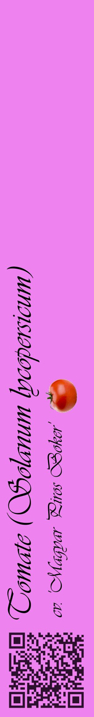 Étiquette de : Solanum lycopersicum cv. 'Magyar Piros Boker' - format c - style noire53_basiqueviv avec qrcode et comestibilité simplifiée