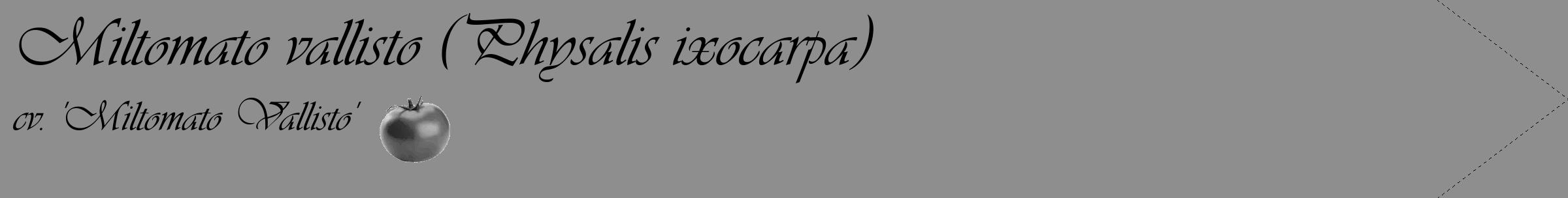 Étiquette de : Physalis ixocarpa cv. 'Miltomato Vallisto' - format c - style noire25simple_basique_basiqueviv avec comestibilité simplifiée