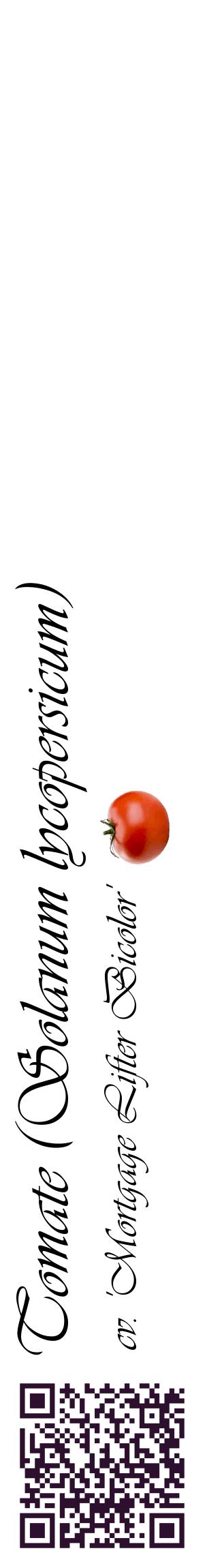 Étiquette de : Solanum lycopersicum cv. 'Mortgage Lifter Bicolor' - format c - style noire60_basiqueviv avec qrcode et comestibilité simplifiée