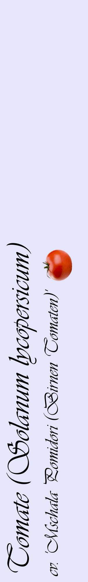 Étiquette de : Solanum lycopersicum cv. 'Mschala Pomidori (Birnen Tomaten)' - format c - style noire55_basiqueviv avec comestibilité simplifiée