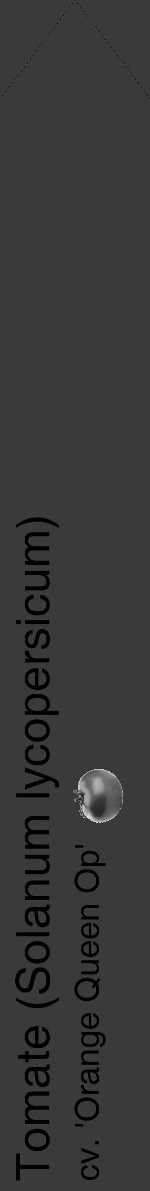 Étiquette de : Solanum lycopersicum cv. 'Orange Queen Op' - format c - style noire8_simple_simplehel avec comestibilité simplifiée - position verticale
