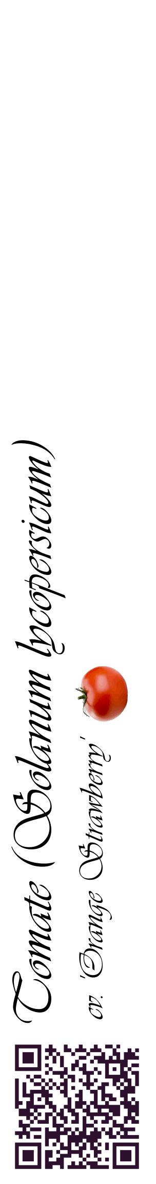 Étiquette de : Solanum lycopersicum cv. 'Orange Strawberry' - format c - style noire60_basiqueviv avec qrcode et comestibilité simplifiée