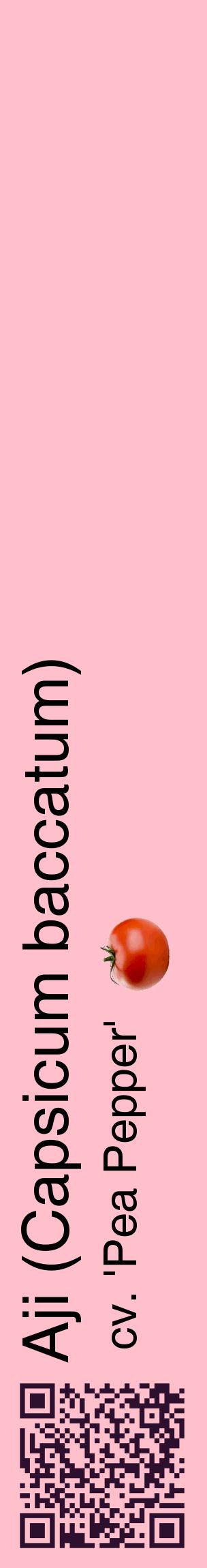 Étiquette de : Capsicum baccatum cv. 'Pea Pepper' - format c - style noire40_basiquehel avec qrcode et comestibilité simplifiée