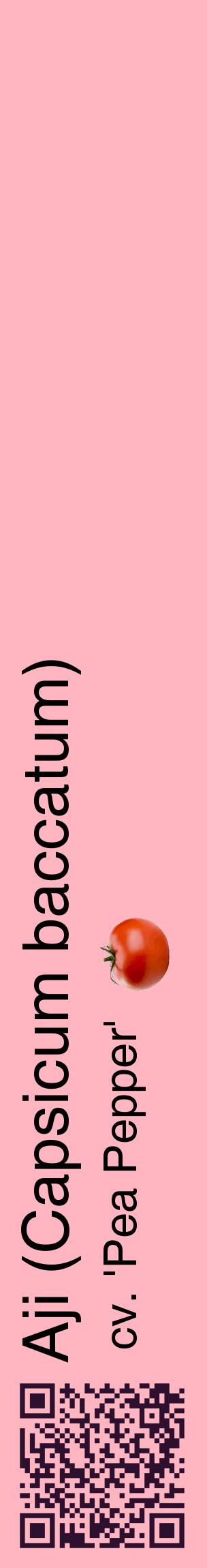 Étiquette de : Capsicum baccatum cv. 'Pea Pepper' - format c - style noire41_basiquehel avec qrcode et comestibilité simplifiée