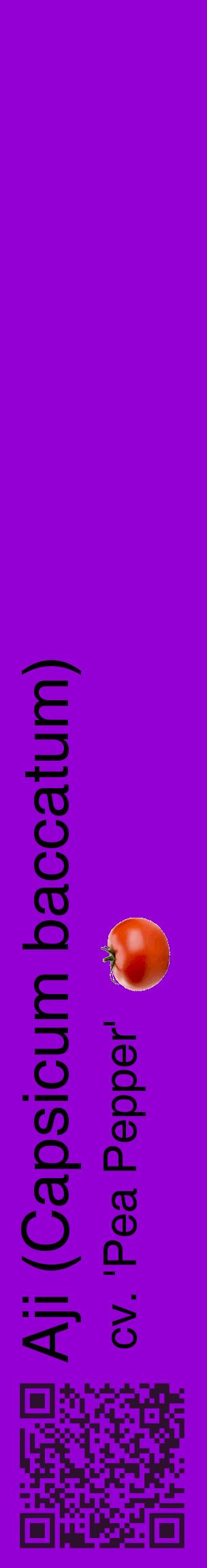 Étiquette de : Capsicum baccatum cv. 'Pea Pepper' - format c - style noire48_basiquehel avec qrcode et comestibilité simplifiée
