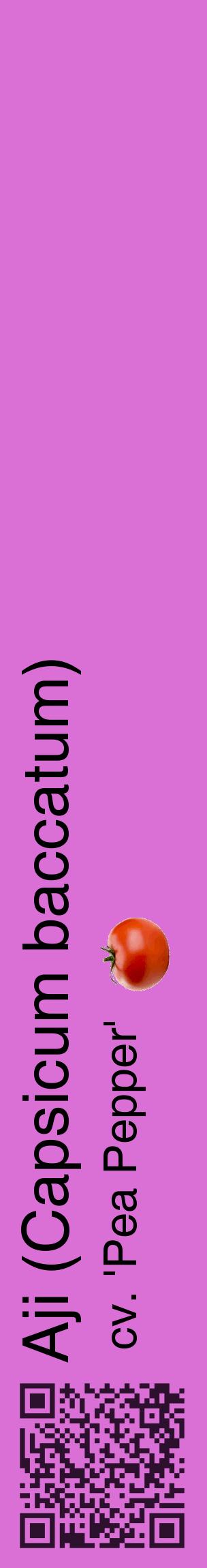 Étiquette de : Capsicum baccatum cv. 'Pea Pepper' - format c - style noire52_basiquehel avec qrcode et comestibilité simplifiée