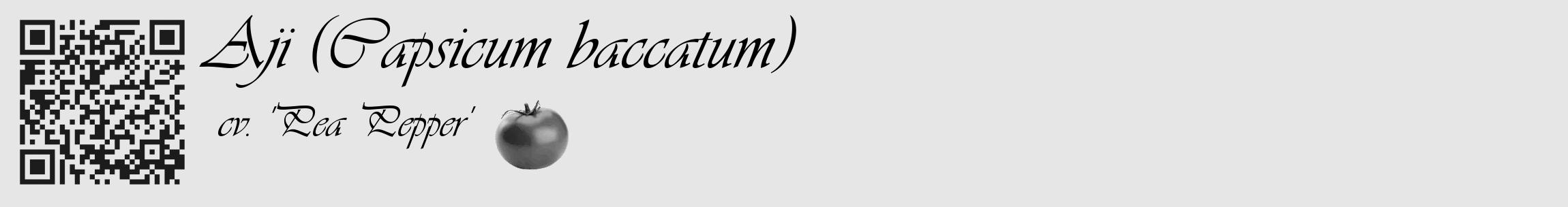 Étiquette de : Capsicum baccatum cv. 'Pea Pepper' - format c - style noire18_basique_basiqueviv avec qrcode et comestibilité simplifiée
