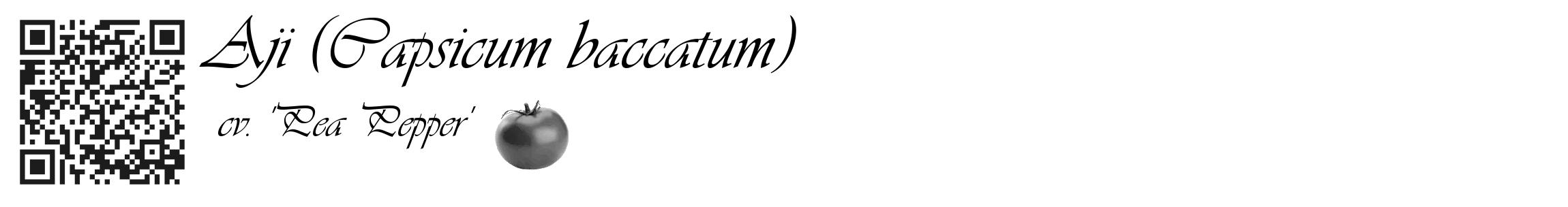 Étiquette de : Capsicum baccatum cv. 'Pea Pepper' - format c - style noire60_basique_basiqueviv avec qrcode et comestibilité simplifiée