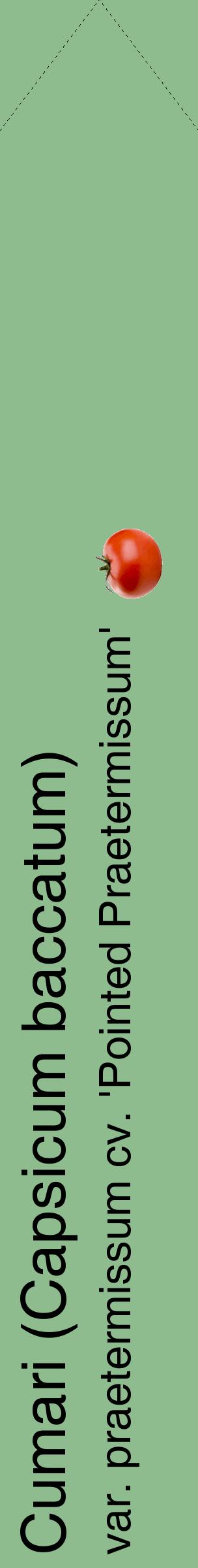 Étiquette de : Capsicum baccatum var. praetermissum cv. 'Pointed Praetermissum' - format c - style noire13_simplehel avec comestibilité simplifiée