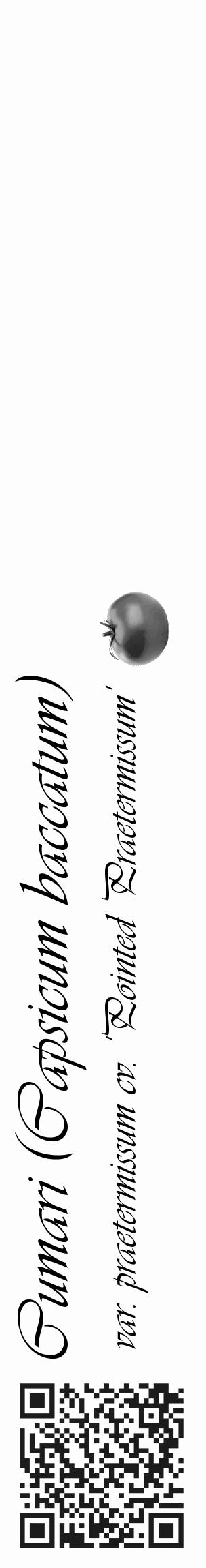 Étiquette de : Capsicum baccatum var. praetermissum cv. 'Pointed Praetermissum' - format c - style noire19_basique_basiqueviv avec qrcode et comestibilité simplifiée - position verticale
