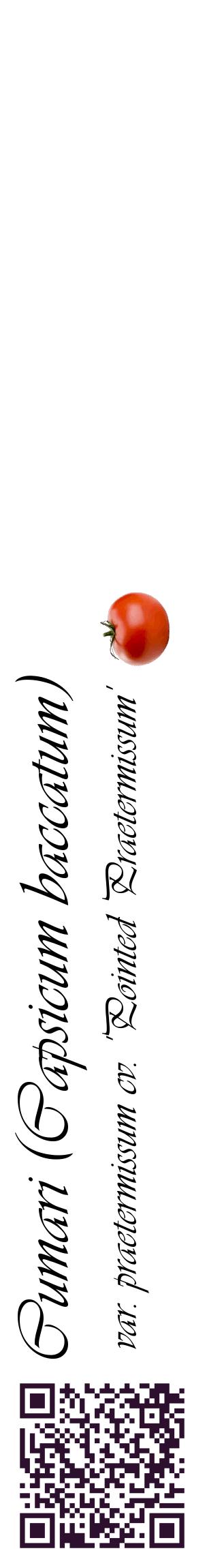 Étiquette de : Capsicum baccatum var. praetermissum cv. 'Pointed Praetermissum' - format c - style noire60_basiqueviv avec qrcode et comestibilité simplifiée