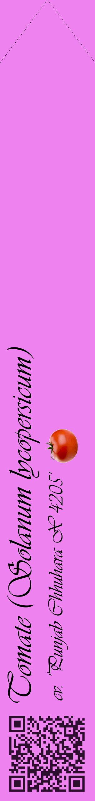 Étiquette de : Solanum lycopersicum cv. 'Punjab Chhuhara X 4205' - format c - style noire53_simpleviv avec qrcode et comestibilité simplifiée