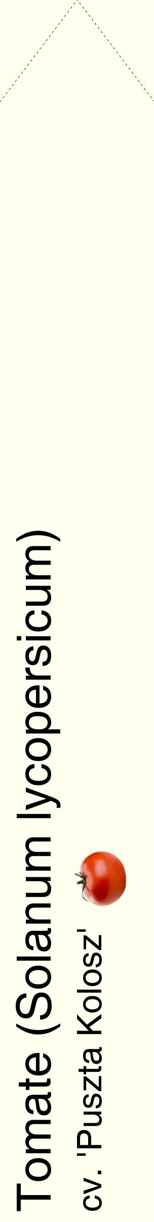 Étiquette de : Solanum lycopersicum cv. 'Puszta Kolosz' - format c - style noire19_simplehel avec comestibilité simplifiée