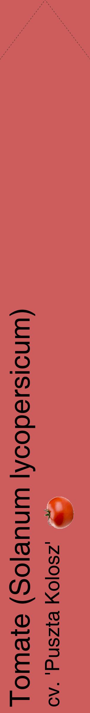 Étiquette de : Solanum lycopersicum cv. 'Puszta Kolosz' - format c - style noire35_simplehel avec comestibilité simplifiée