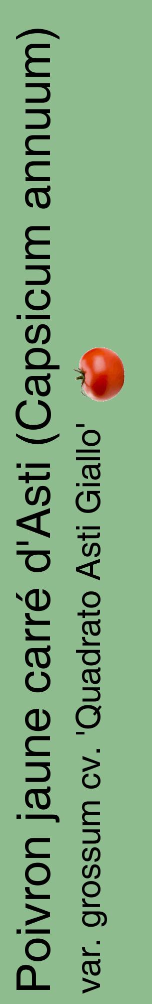 Étiquette de : Capsicum annuum var. grossum cv. 'Quadrato Asti Giallo' - format c - style noire13_basiquehel avec comestibilité simplifiée