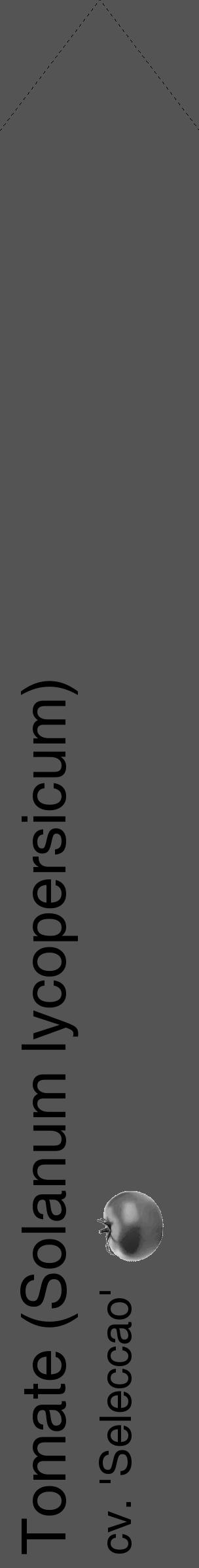 Étiquette de : Solanum lycopersicum cv. 'Seleccao' - format c - style noire30_simple_simplehel avec comestibilité simplifiée - position verticale