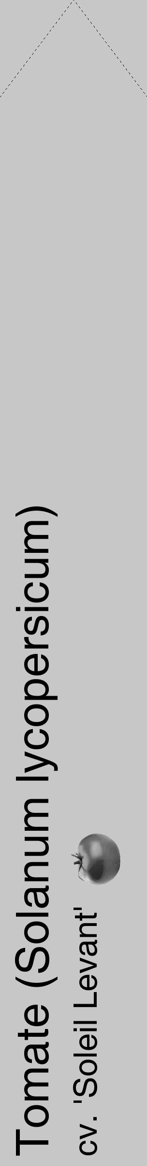 Étiquette de : Solanum lycopersicum cv. 'Soleil Levant' - format c - style noire15simple_simple_simplehel avec comestibilité simplifiée - position verticale