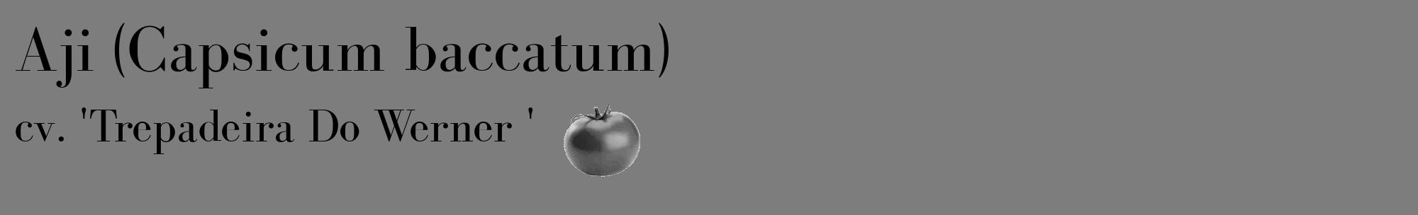 Étiquette de : Capsicum baccatum cv. 'Trepadeira Do Werner ' - format c - style noire35_basique_basiquebod avec comestibilité simplifiée