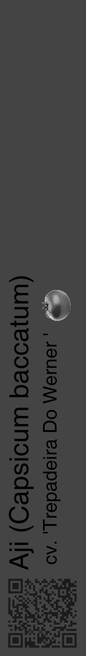 Étiquette de : Capsicum baccatum cv. 'Trepadeira Do Werner ' - format c - style noire48_basique_basiquehel avec qrcode et comestibilité simplifiée - position verticale